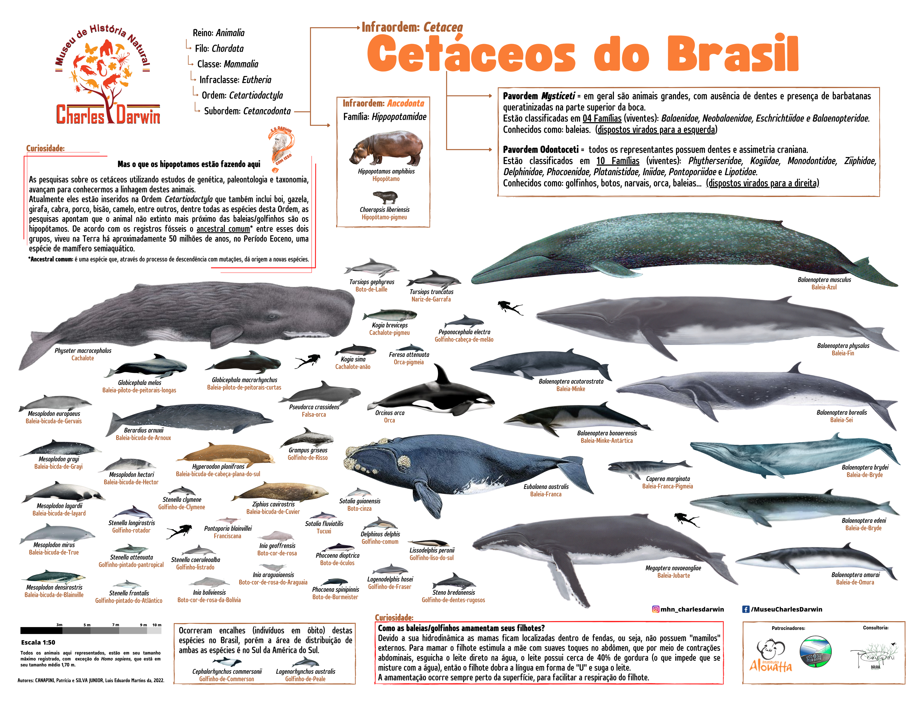Mar e história